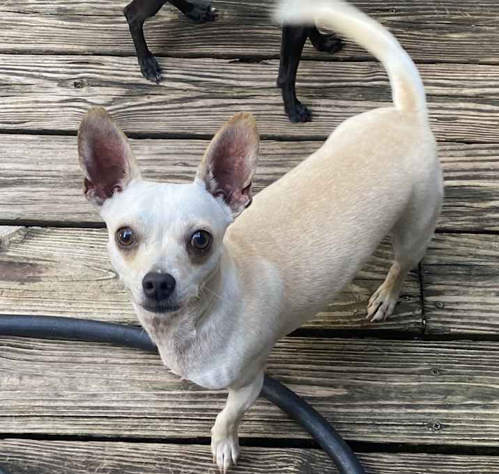 Photo of Chico