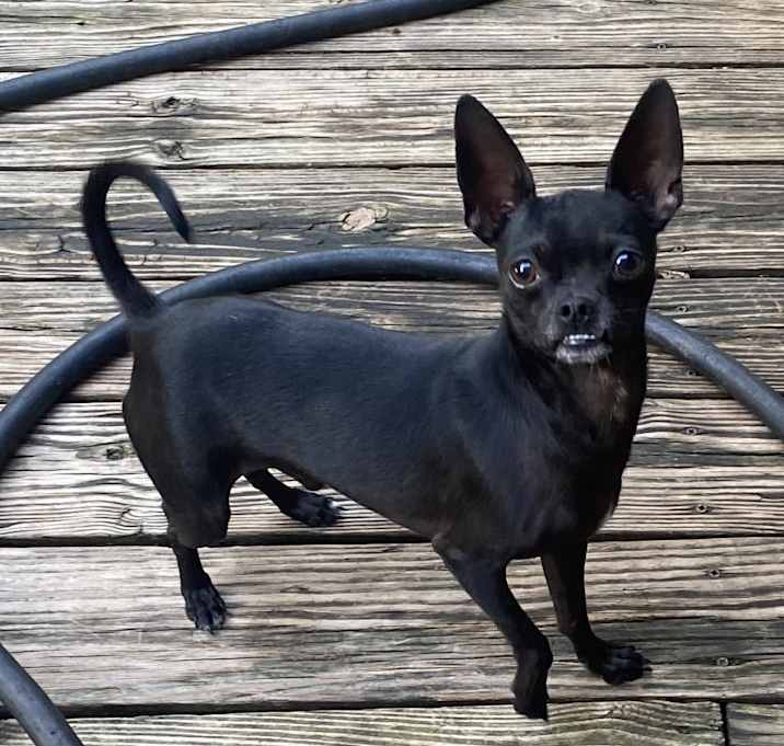 Photo of Paco