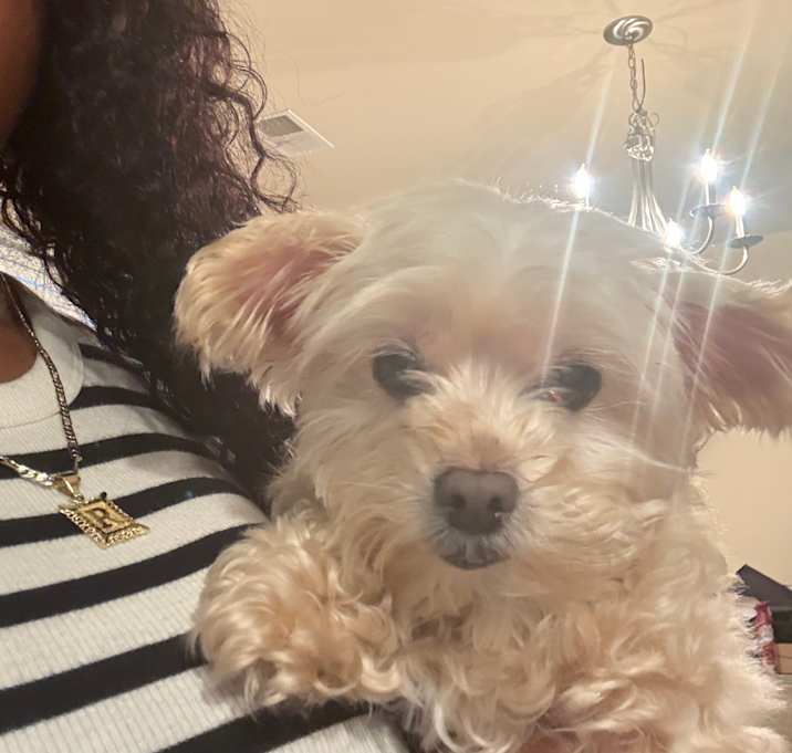 Photo of Cinnamon