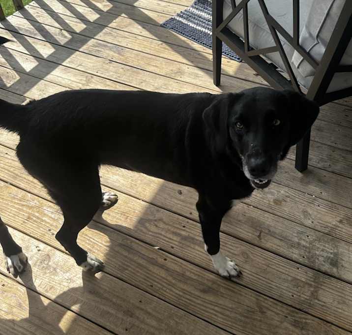 Photo of Duke Daisy