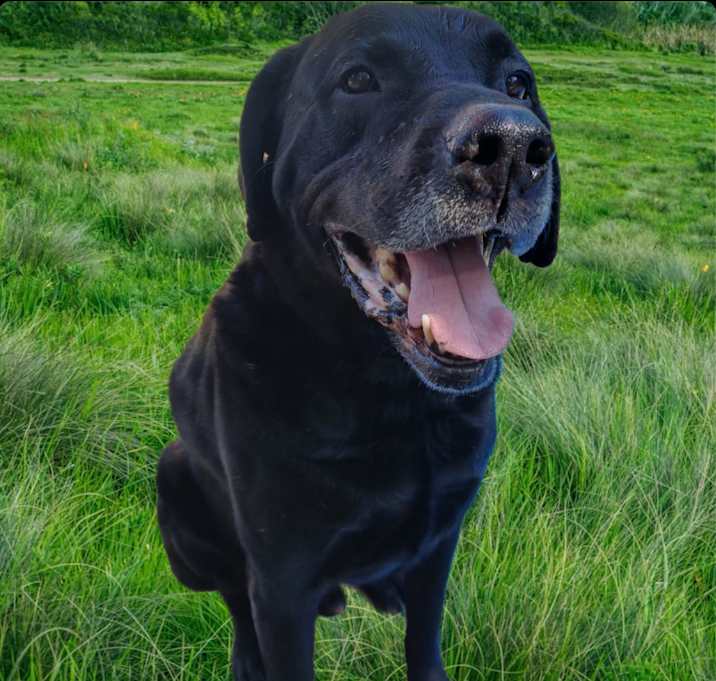 Photo of Vader