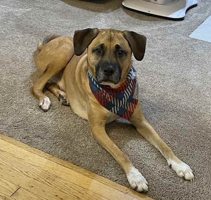 Photo of Boomer