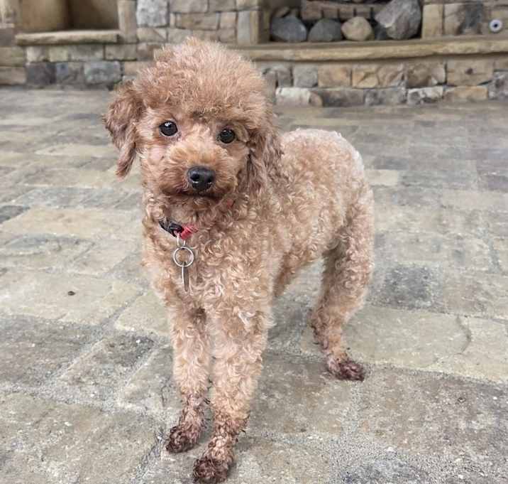Photo of Tater Tot