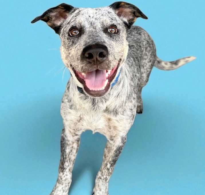 Photo of Bandit