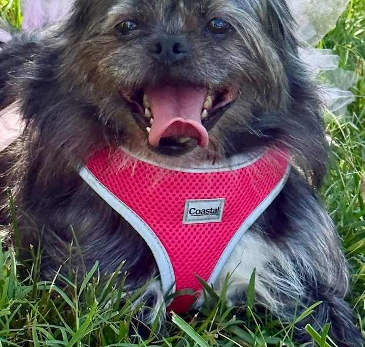 Photo of Rosie (bonded with Red)