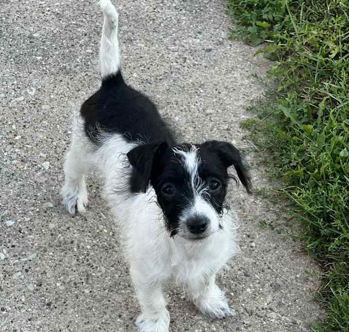 Photo of Polly $500