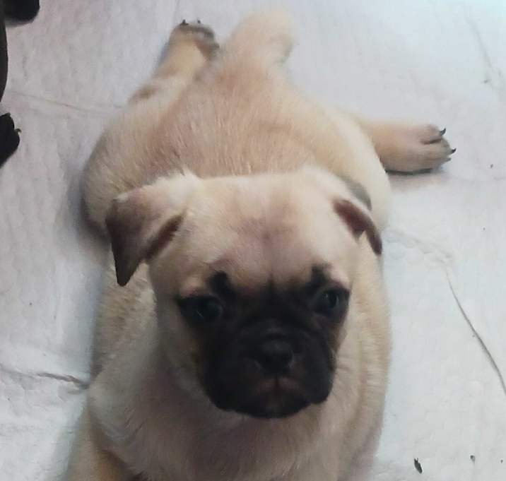 Photo of Simba