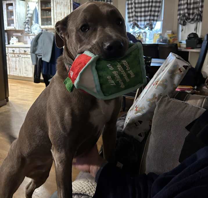 Photo of Archie