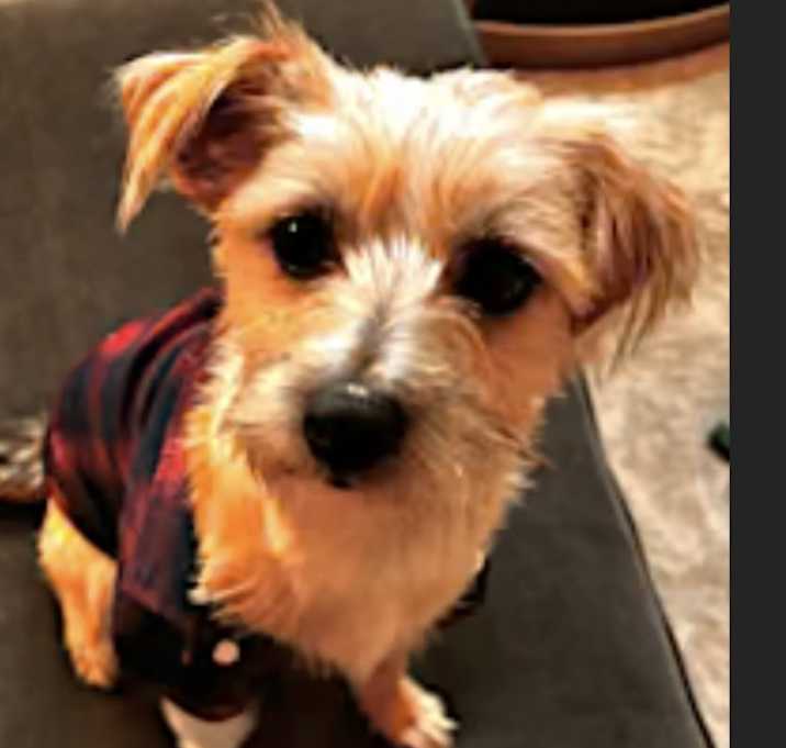 Photo of Owen