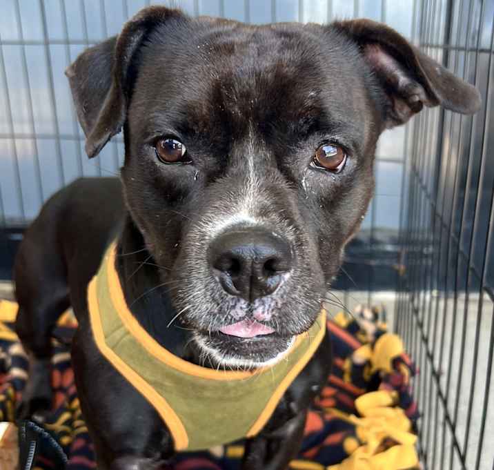 Photo of Shadow