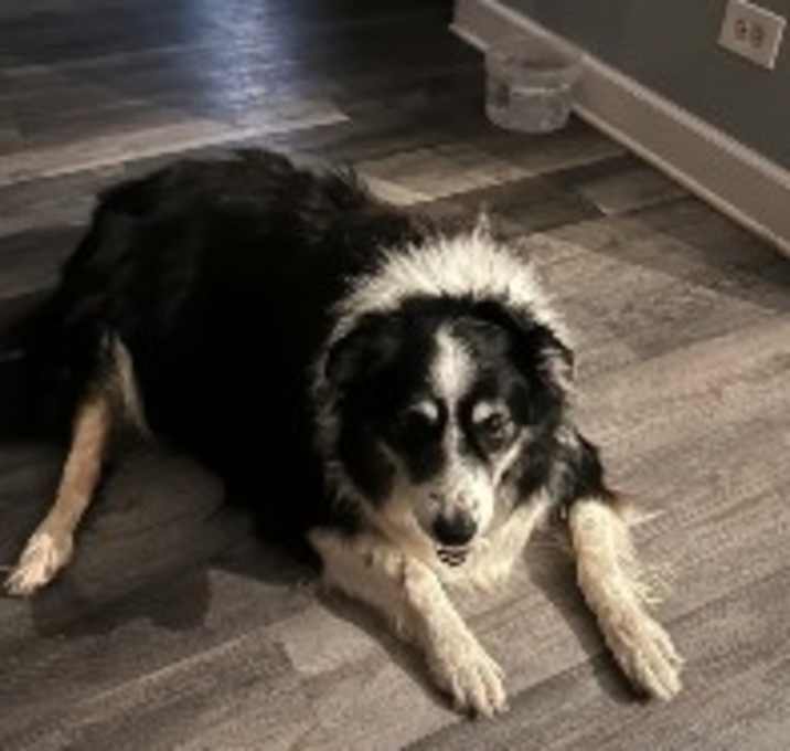 Photo of Dolly