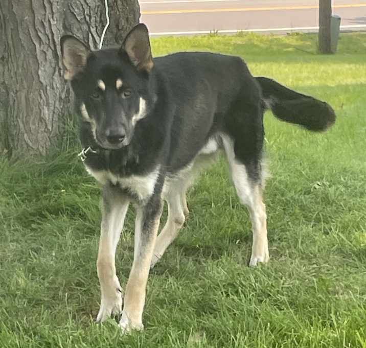 Photo of Bruno
