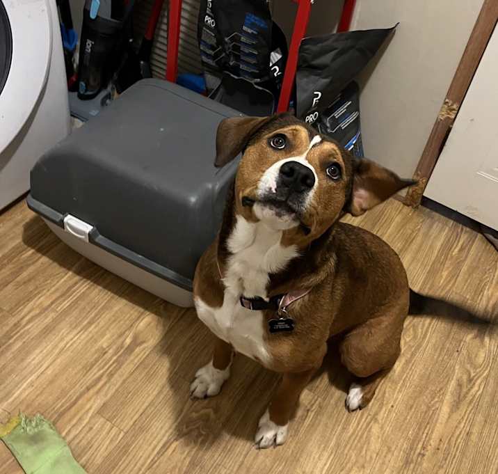 Photo of Daisy
