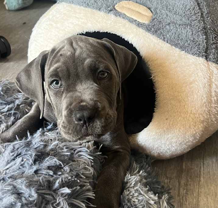 Photo of Dexter