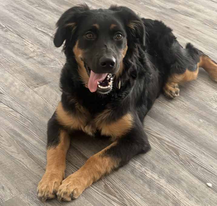Photo of Honey