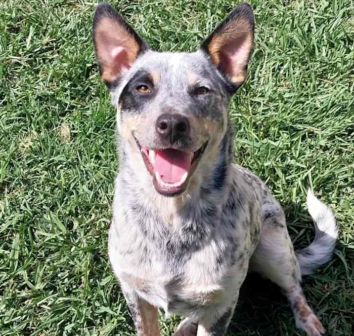 Photo of Possum