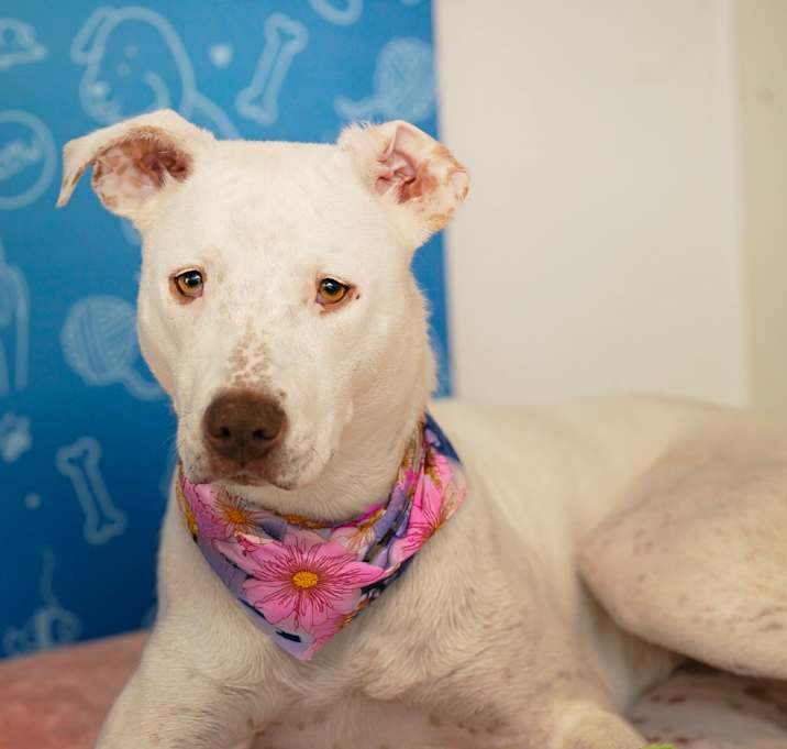 Photo of Nova