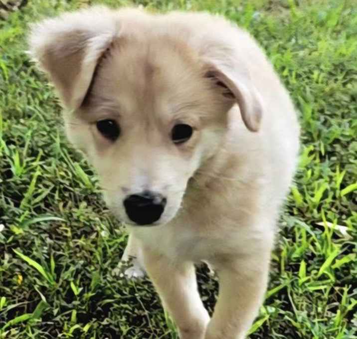 Photo of PUPPY COSMO