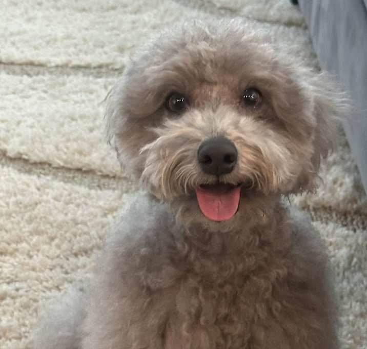 Photo of TOBY