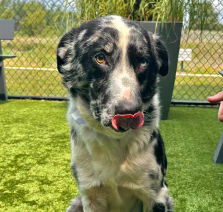 Photo of Oliver