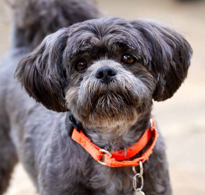 Photo of Kiko