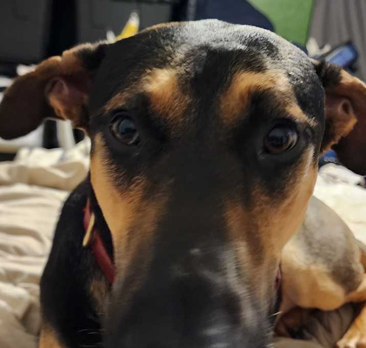Photo of Honey