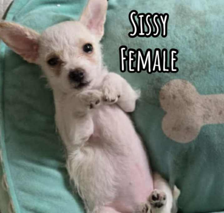 Photo of Sissy