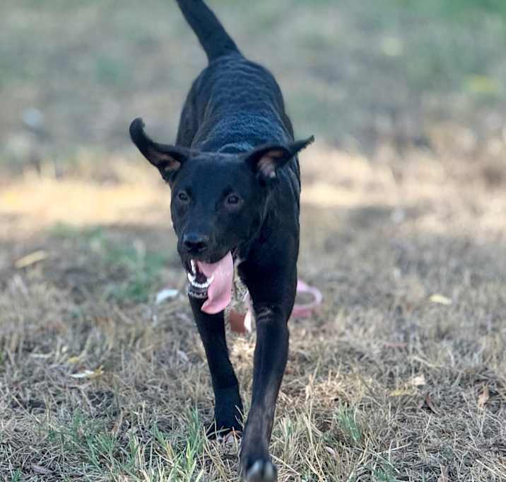 Photo of Sadie