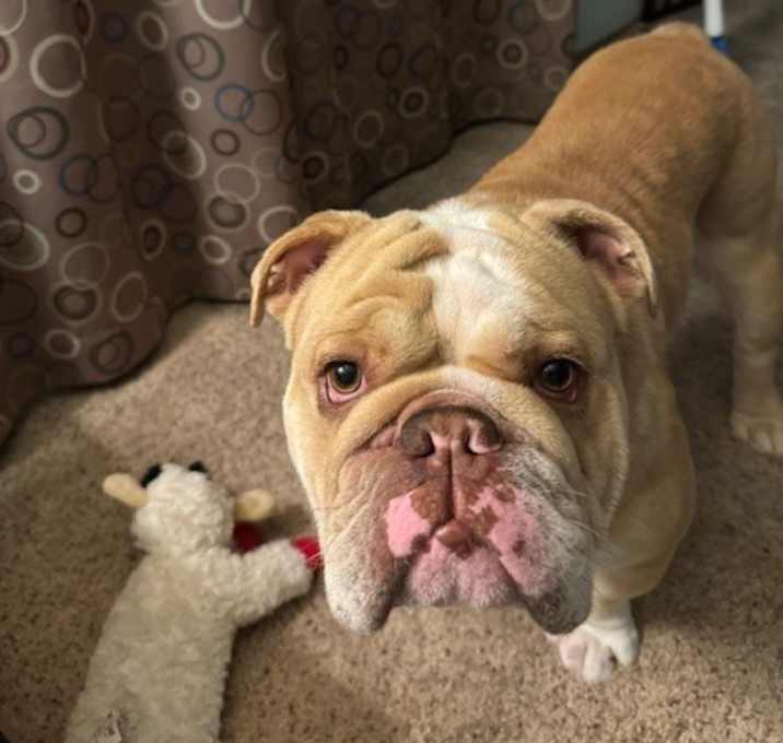 Photo of Champ