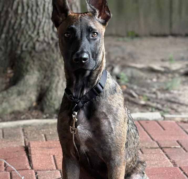 Photo of Chico