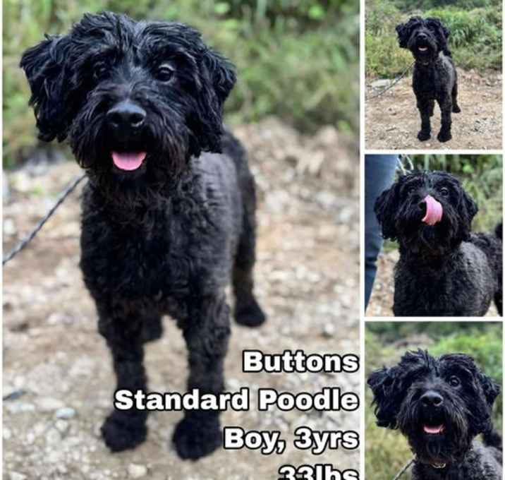 Photo of Buttons from Korea