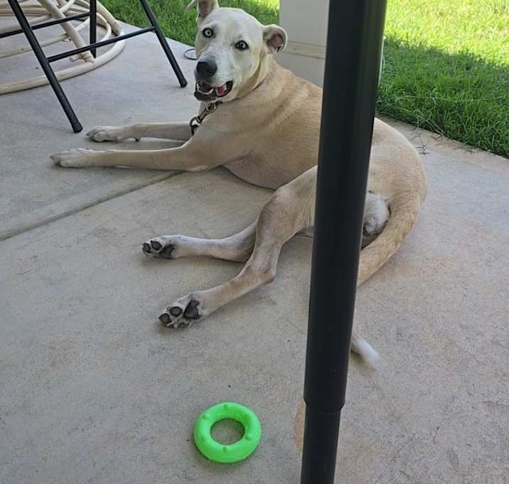 Photo of Willow