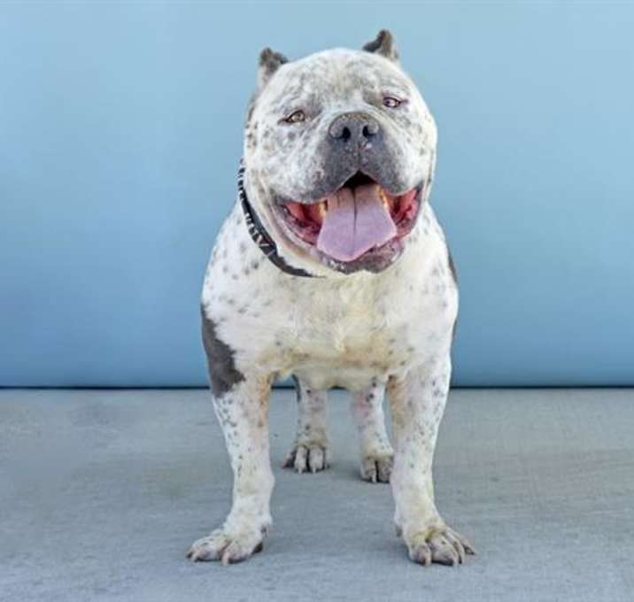 Photo of DODGER
