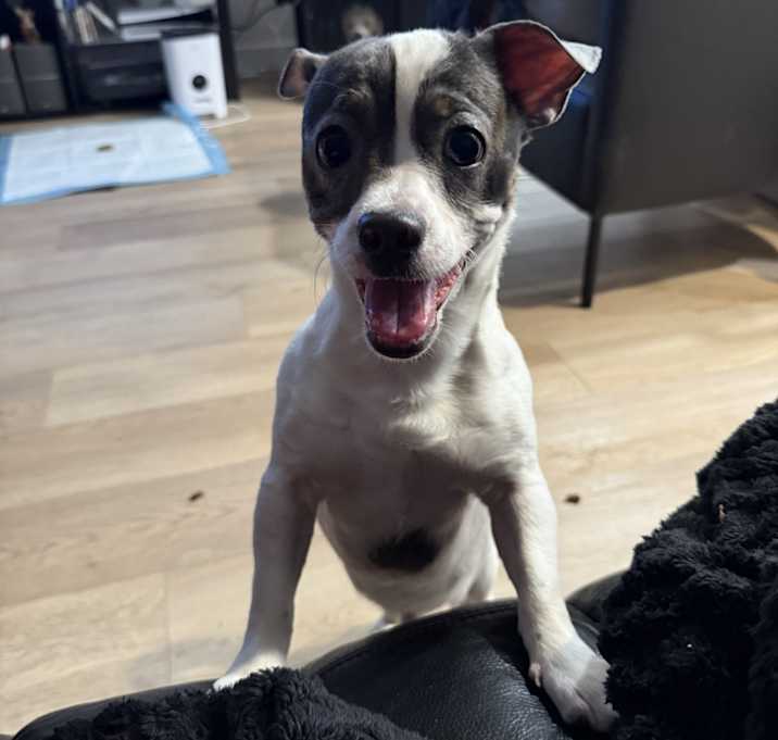 Photo of Beau