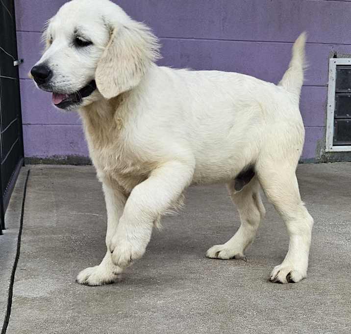 Photo of Odin