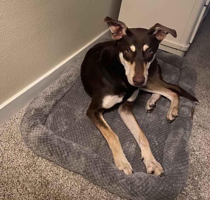 Photo of Coco