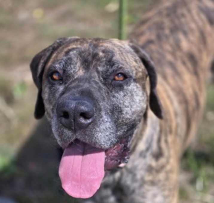 Photo of Stella