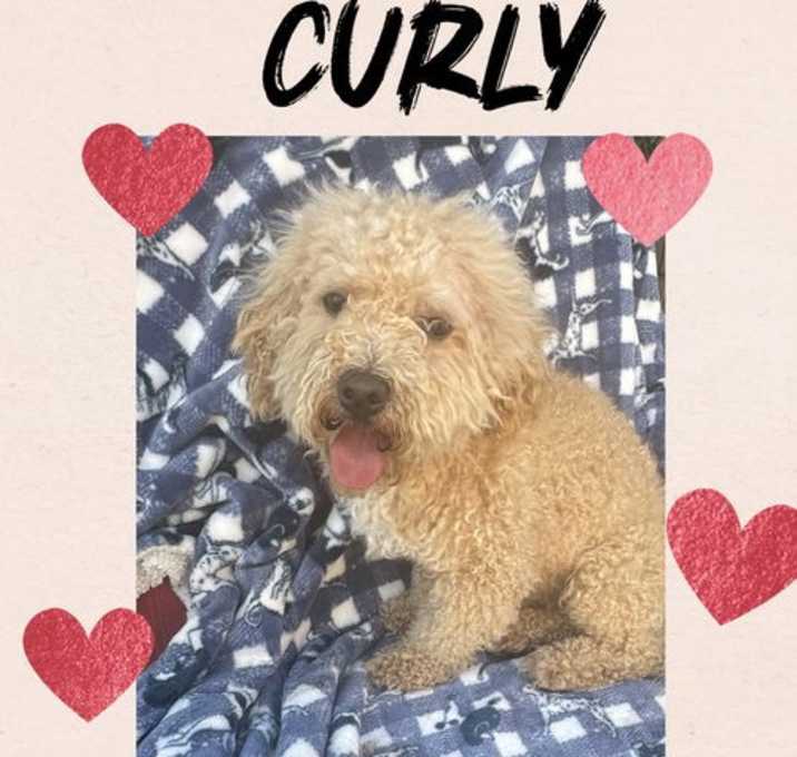 Photo of CURLY  – 4 YEAR OLD POODLE MIX MALE