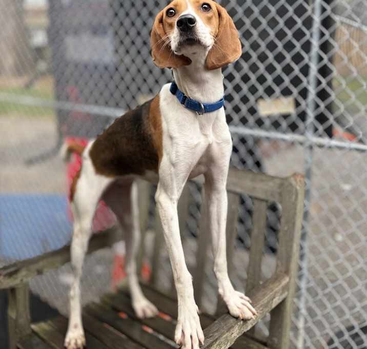 Photo of AAD Upcoming Arrival!  Mandy - 25196