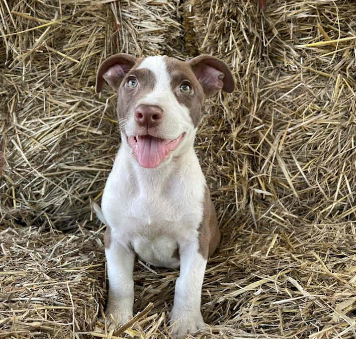 Photo of Scout