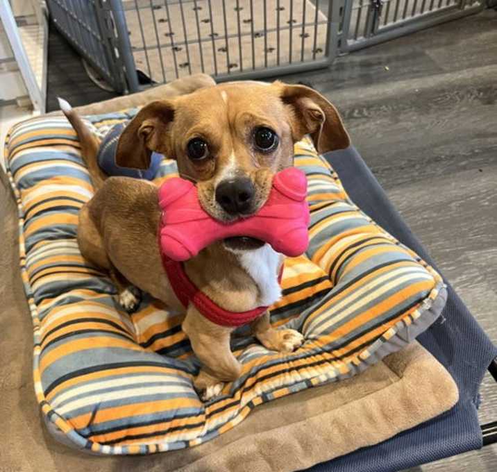 Photo of Oscar