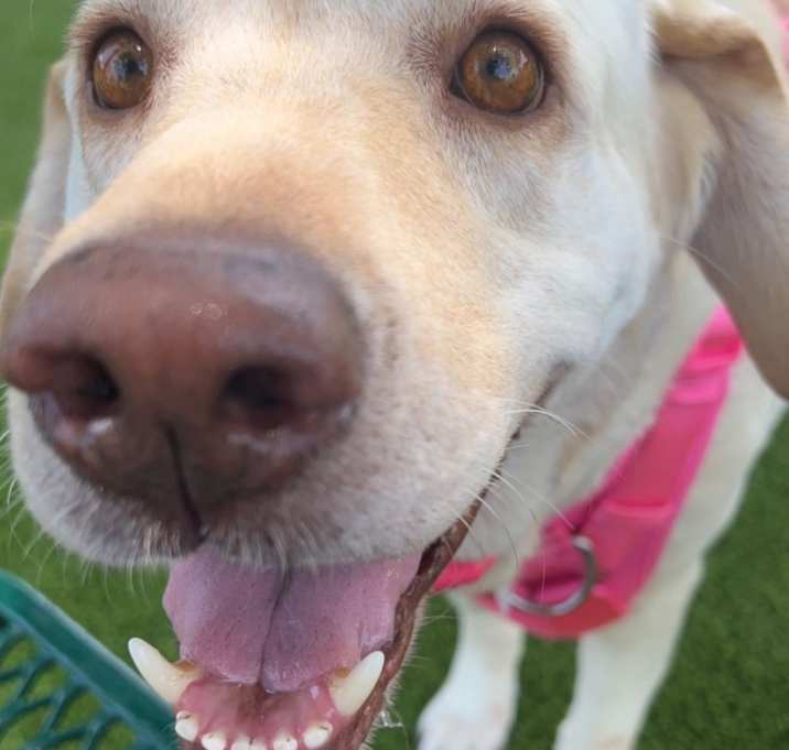 Photo of Lulu