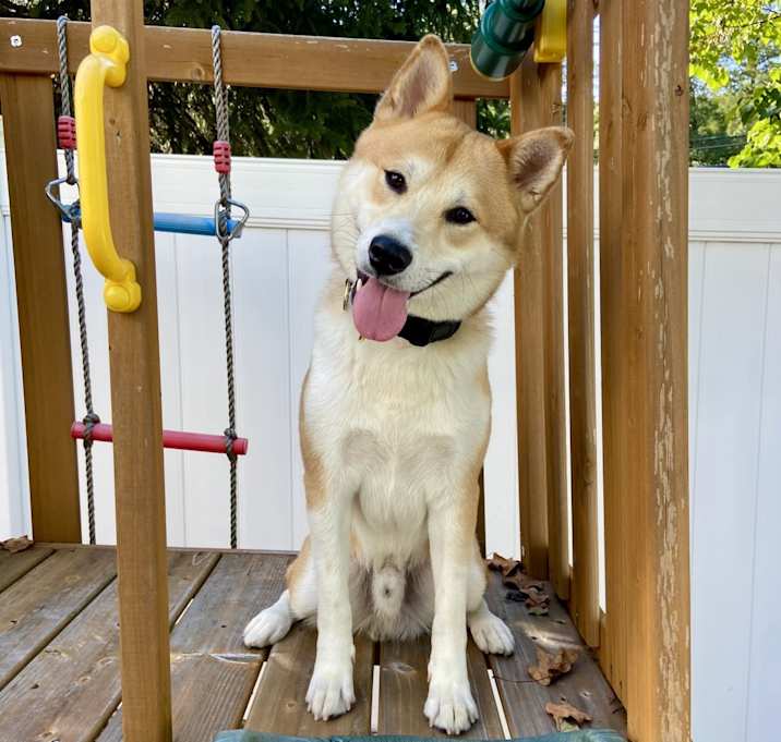 Photo of Milo