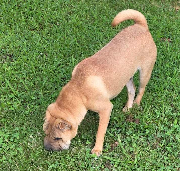 Photo of Bella