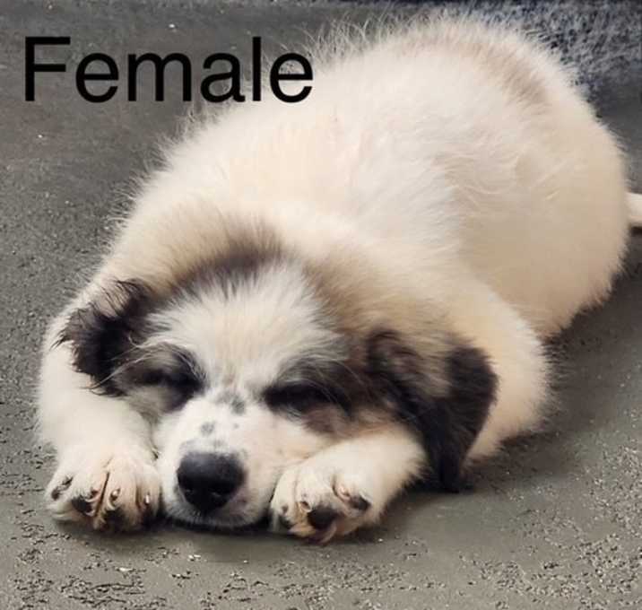 Photo of GREAT PYRENEES PUPPY 2