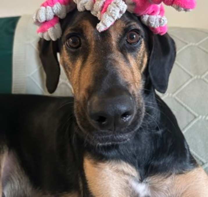 Photo of Hank