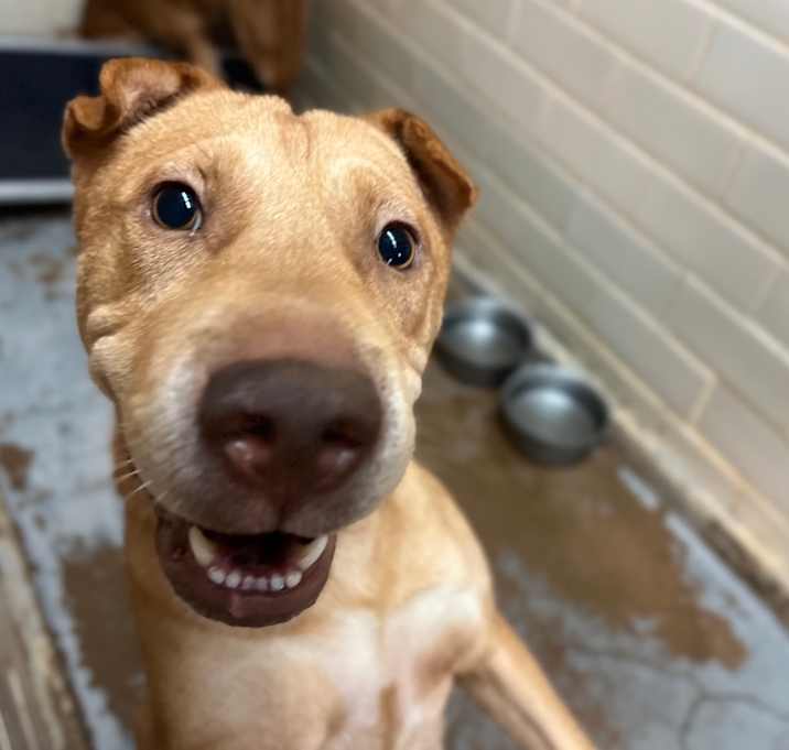Photo of Kona 