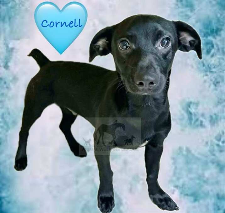Photo of CORNELL