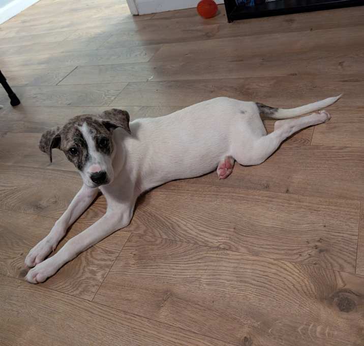 Photo of Bailey