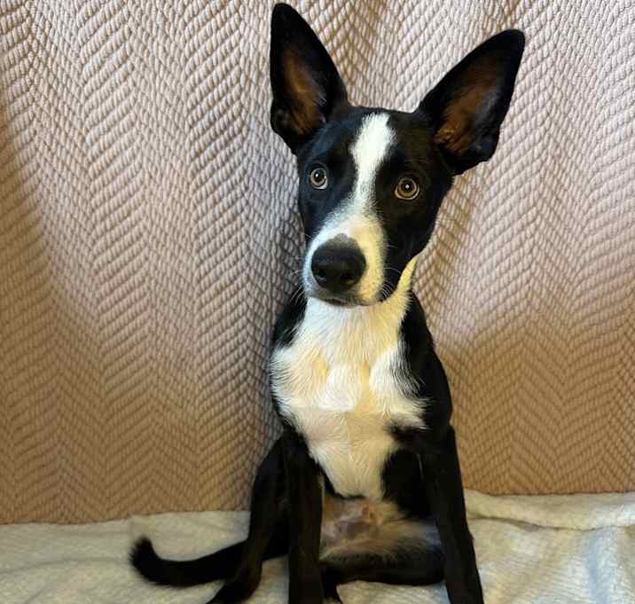 Photo of Chester